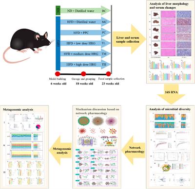Corrigendum: Revealing the mechanism of Huazhi Rougan granule in the treatment of nonalcoholic fatty liver through intestinal flora based on 16S rRNA, metagenomic sequencing and network pharmacology